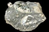 Iridescent, Fossil Ammonite (Scaphites) - South Dakota #129523-2